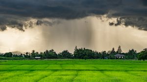 The Many Uses of Rice, and How It Is Made