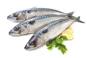 Mackerel Fish